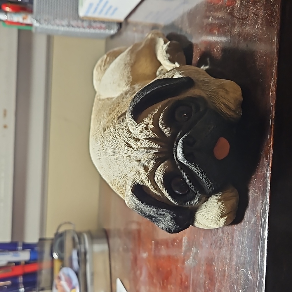 Fawn pug